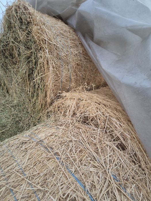 Baloti lucerna uscata