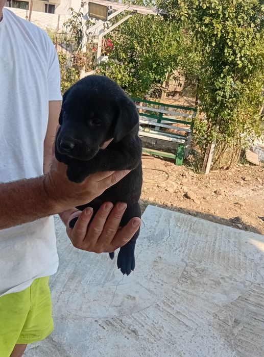 Labrador dragalas