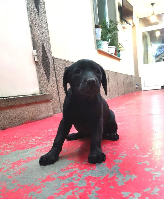 Лабрадор ретривър