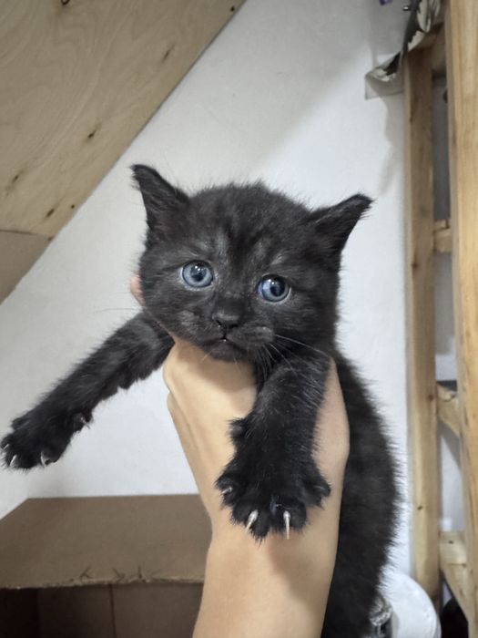 Отдам котят. Самостоятельные