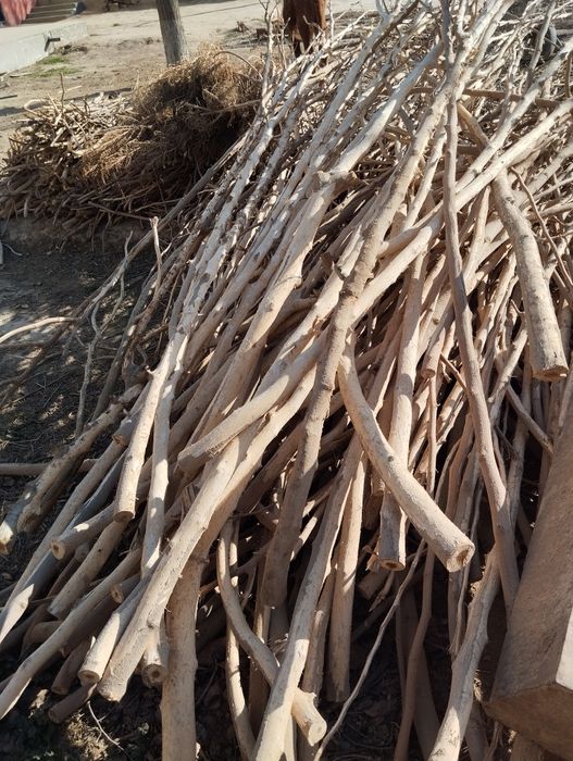 Урик ва тут утинлар курук