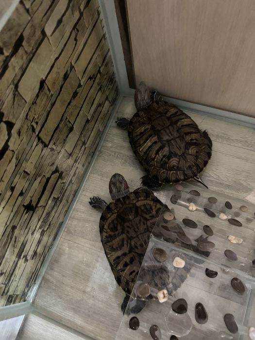 Черееашки красноухие