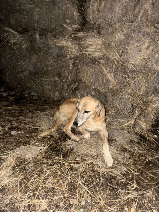 Казахская тазы щенки!