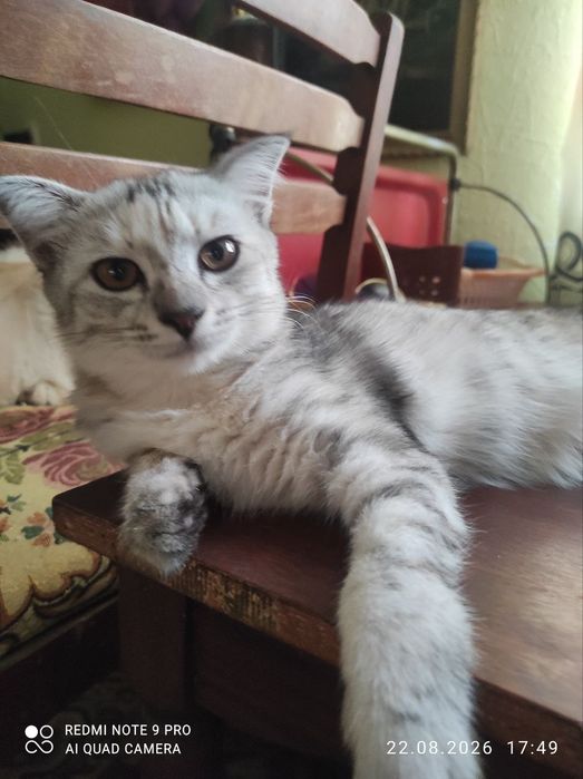 Котенок Ангорка,3,5 месяца,девочка