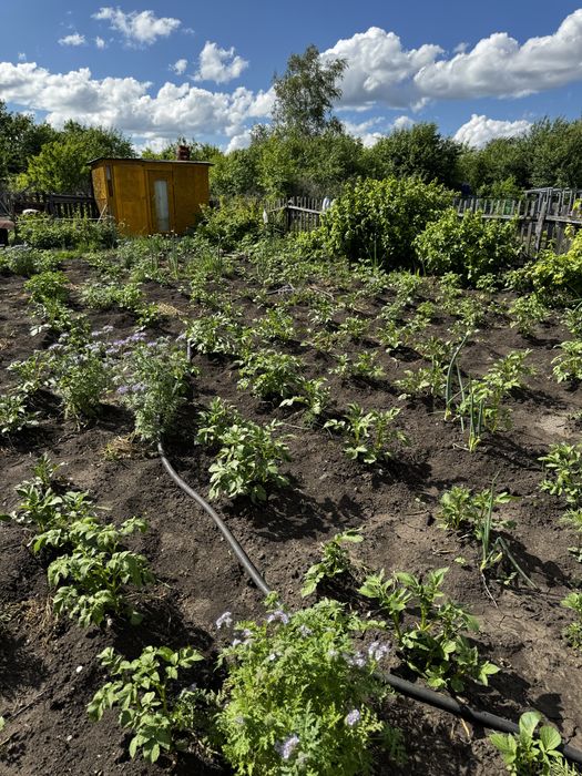 Продам ухоженную дачу с/т Ромашка