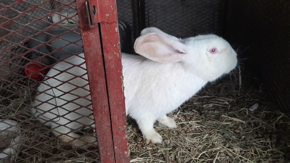 Продам кроликов 3 штуки