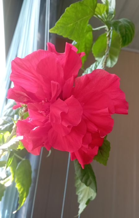 Продам  китайскую розу