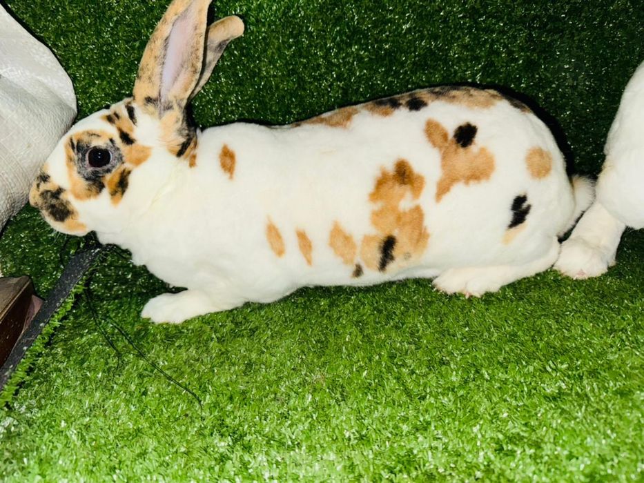 Кролик рекс разных окрасов
