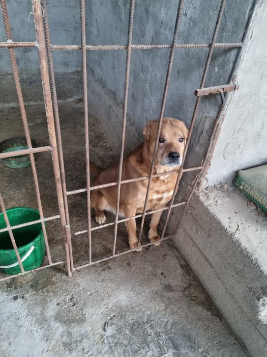 Собака Бесплатно