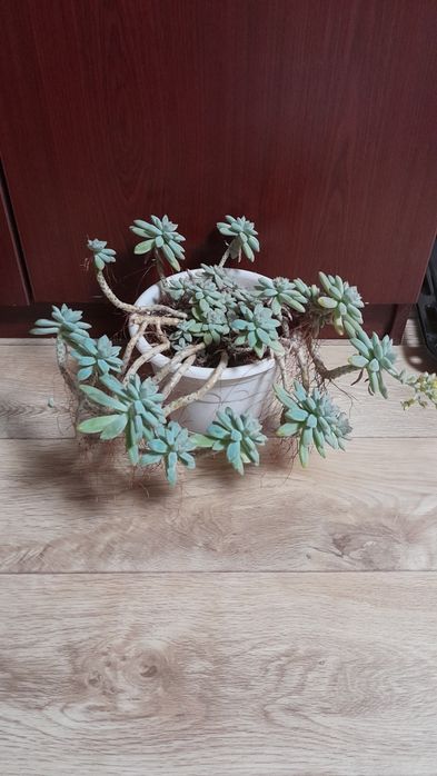 Суккуленты отдам бесплатно