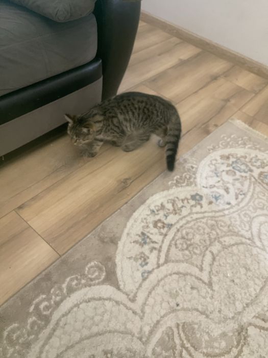 Отдам кошек-котят
