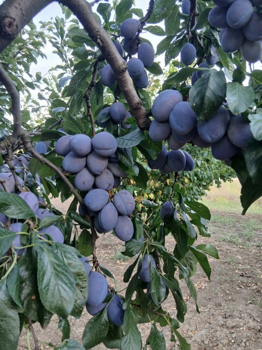 Prune de țuică, gem
