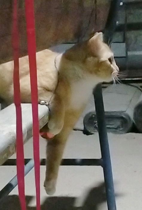 Котик ищет свою семью!