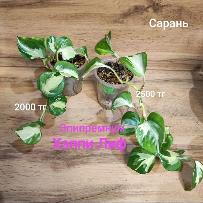 Калатея, Сциндапсус,Нолина,Калла