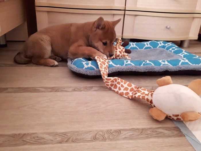 Песель Сиба Ину