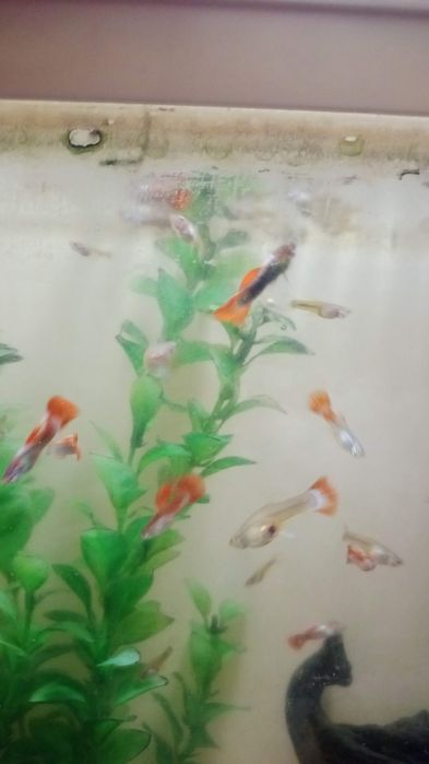 Продам гуппи красивых