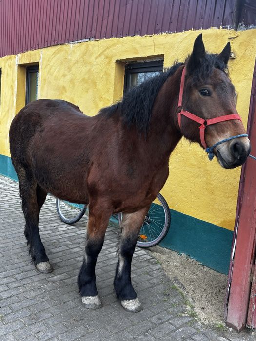 Vand manza de 1,5 ani