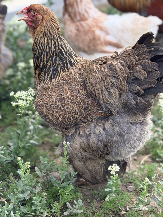 Ofer spre vanzare gaini si cocosi Brahma & Australorp