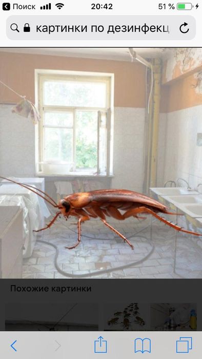 Дезинфекция , дезинсекция