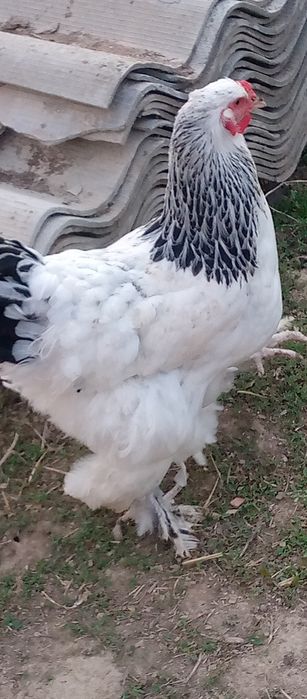 Тухум хонаки товуклар