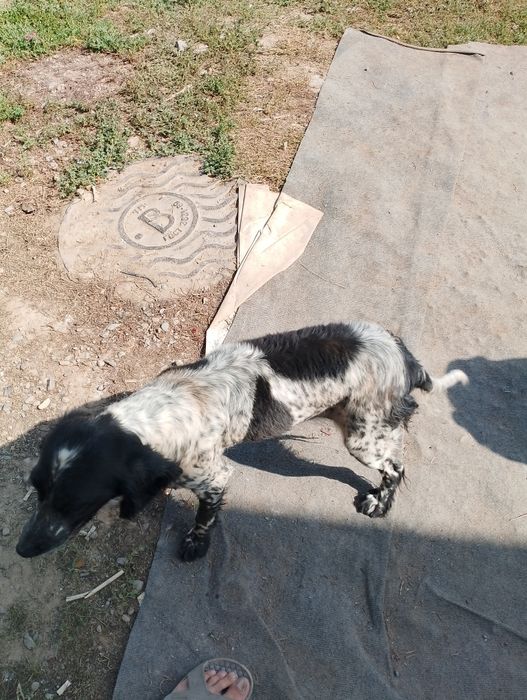 Отдам щенков спаниель