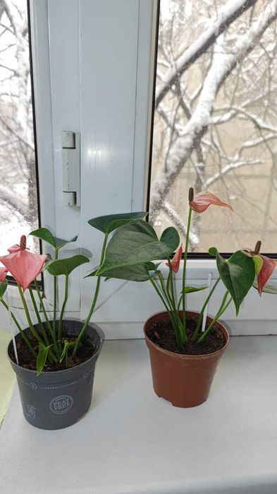 Антуриум Pearl Matata(цветет).