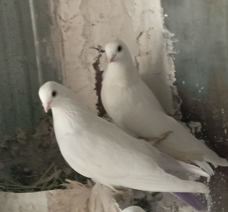 Голуби    Алматы