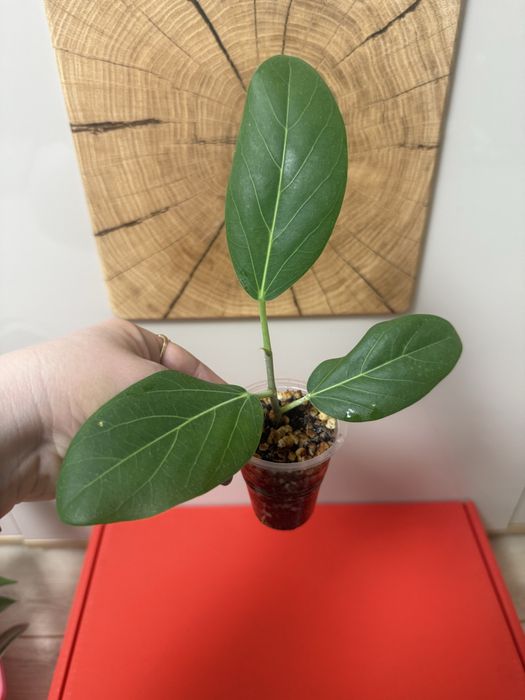 Фикус Бенгальский