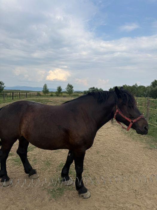 Iapă de vânzare   în Potău