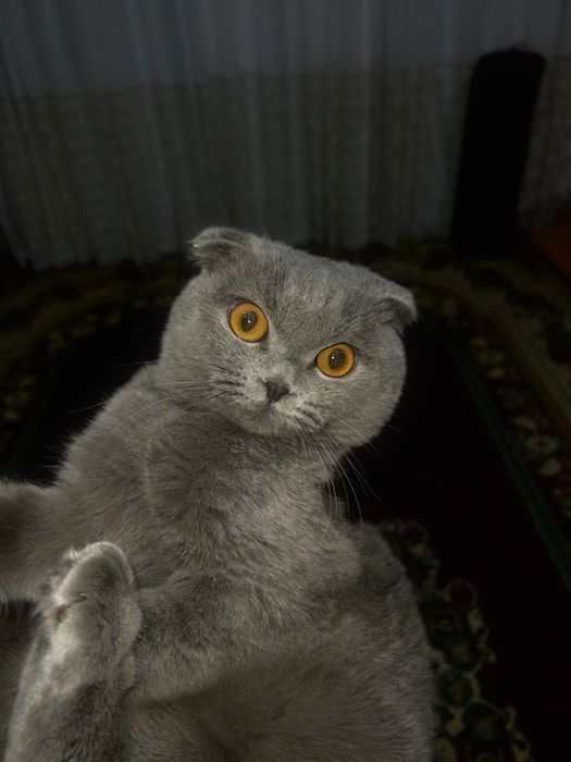 Кошка             .