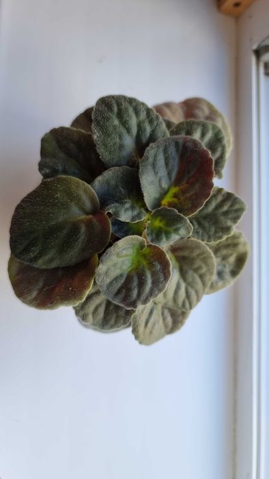 Стайни цветя - Стапелия, Африканска теменужка, Мамилария, Алое