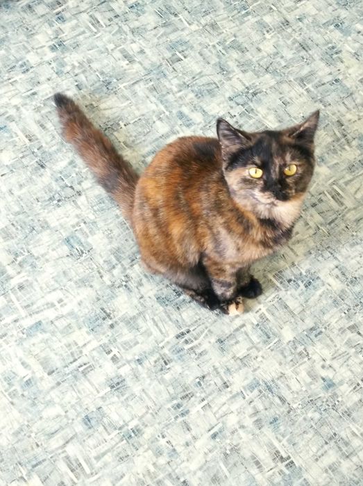 Ласковая кошечка в добрые руки