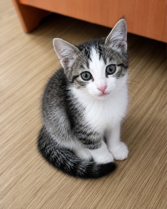 Котенок ищет дом.