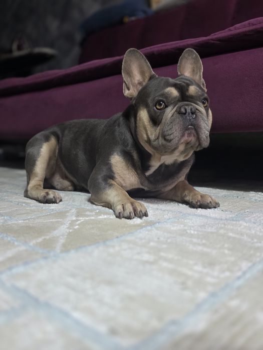 Вязка, Французкого Бульдога