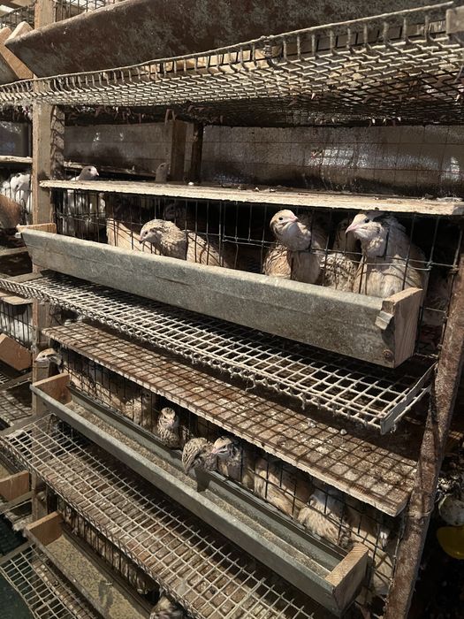 Бөдене сатылады. Туып тұрған бөденелер.