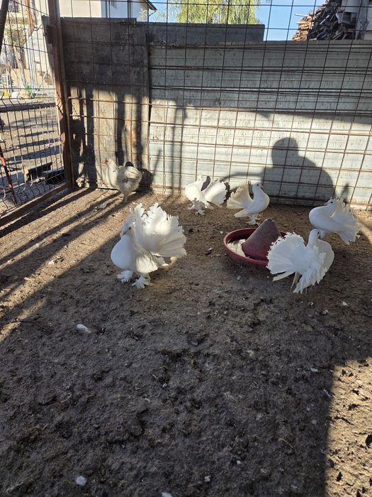 Vand porumbei voltati