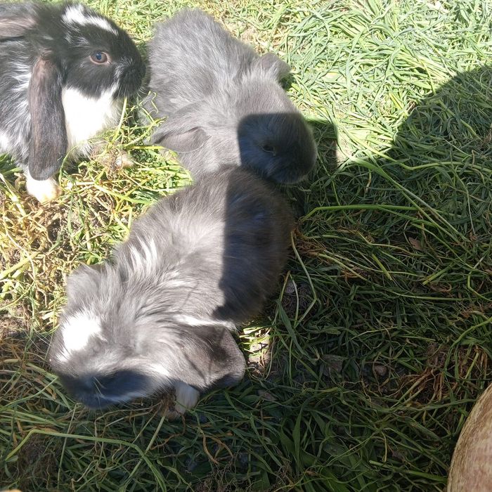 Продаются кролики