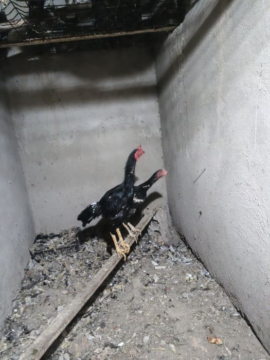 Dakan huroz sotiladi srochni