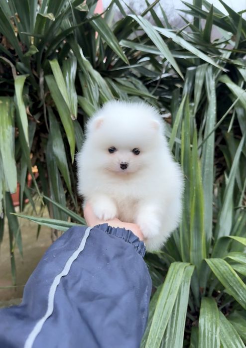 Померан мини момче. Померанче