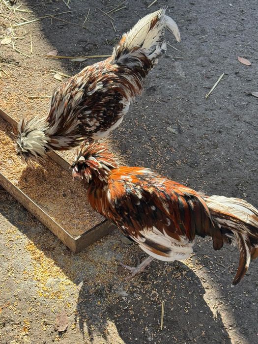 Vand cocosi - 2 paduana si 1 metis Ayam Cemany cu rasa mare alba