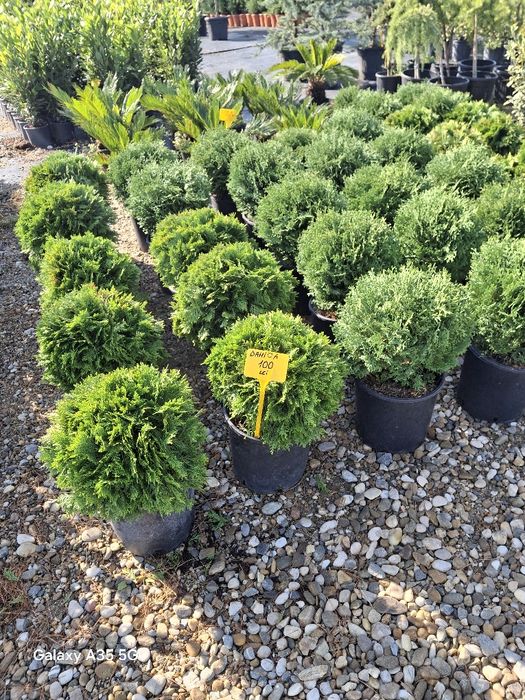 Vând plante ornamentale și livrez