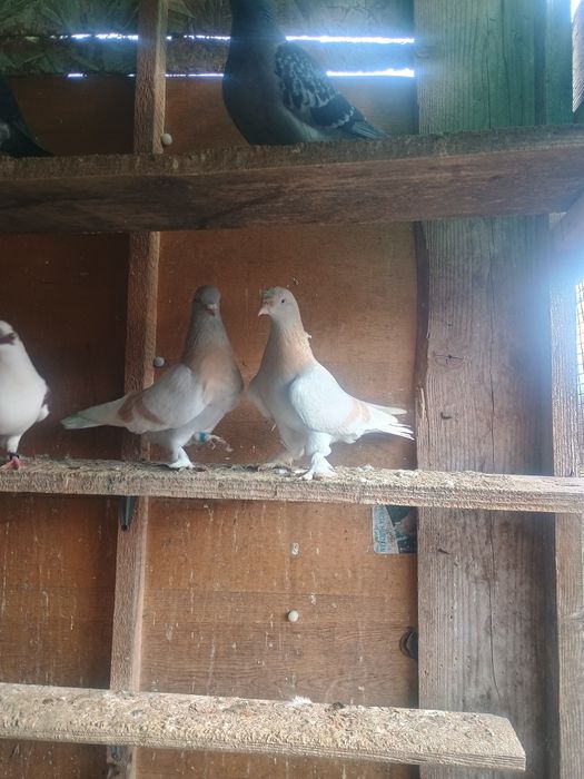 Porumbei takla cu joc