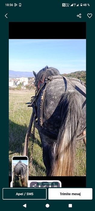 Vând două iepe cuminte garantate la căruță