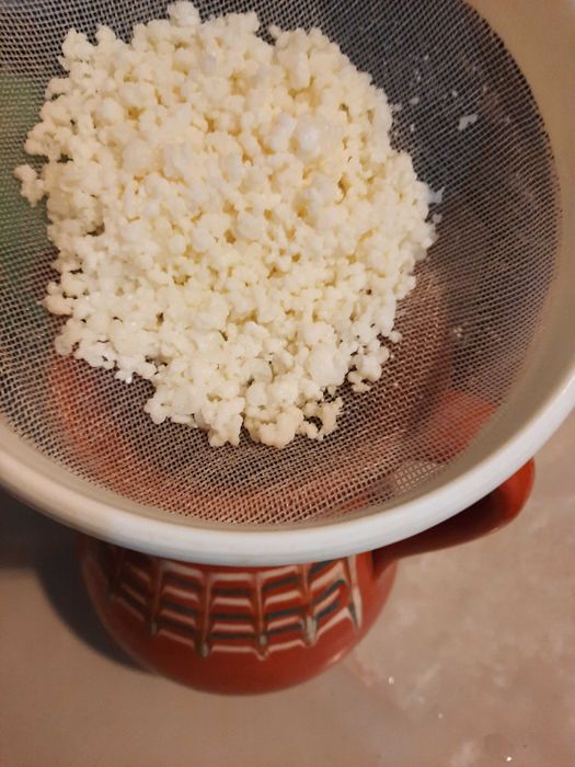 Kefir de lapte chefir ciuperca tibetana si kefir de apa kombucha Scoby