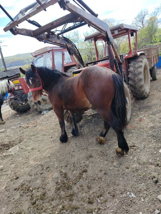 Mânjii și iapă de vânzare