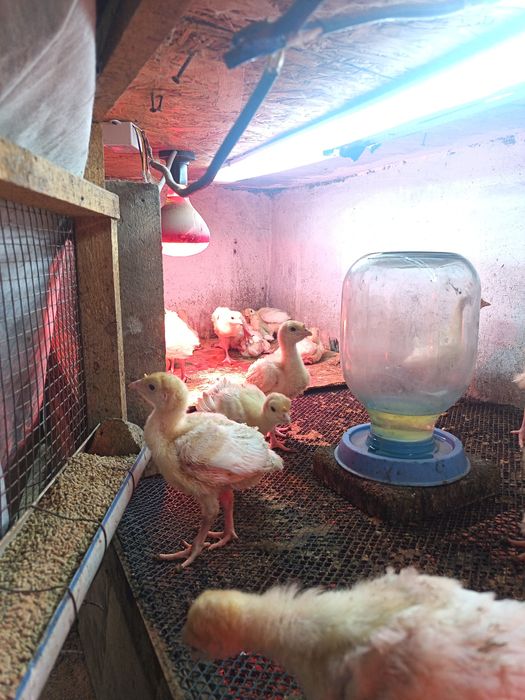 Индюшата хайбрит..