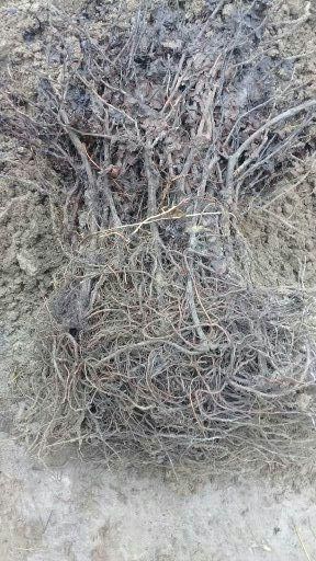 Кора кишмиш узум кучатлари