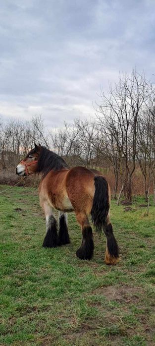 Manz ardenez mai multe detalii la telefon