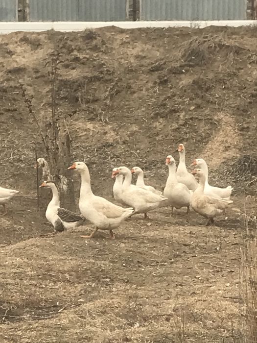 Продам гусей, срочно!