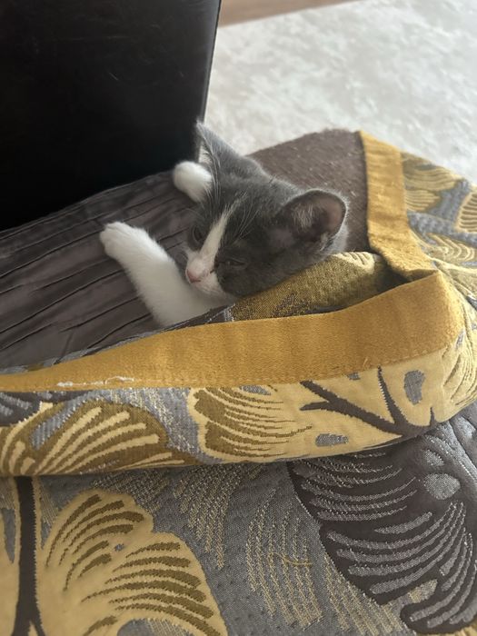 Отдам котенка в добрые руки